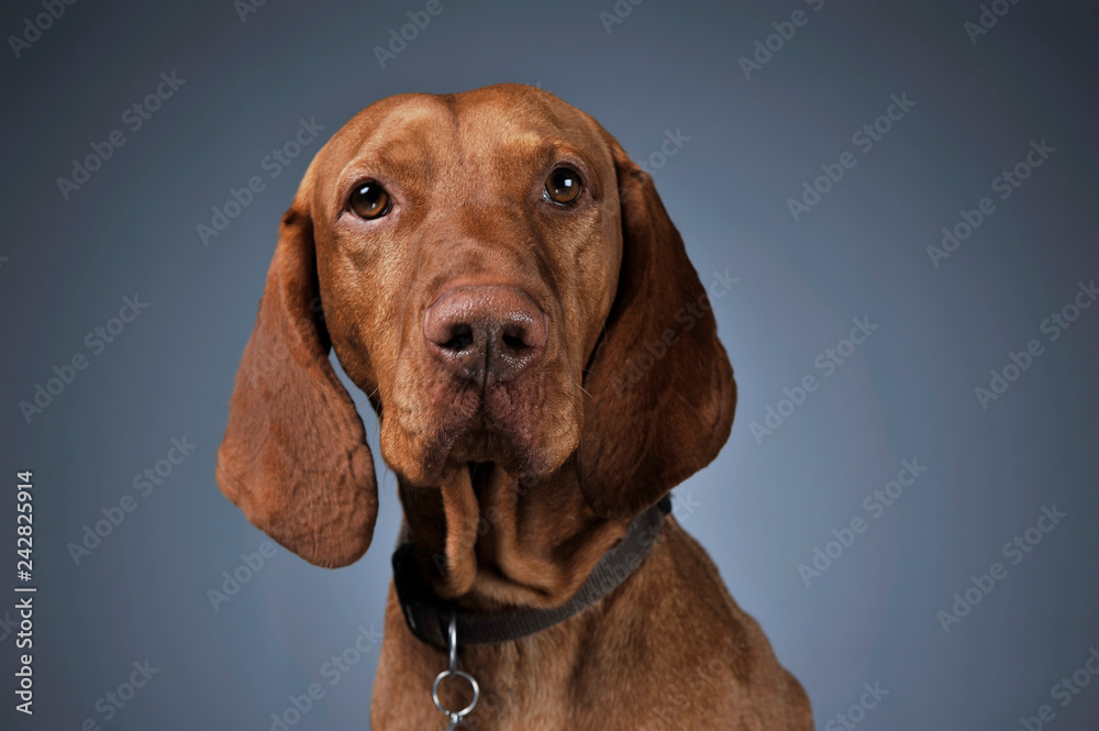 Hungarian vizsla portrait in dark background Hungarian vizsla portrait in dark background