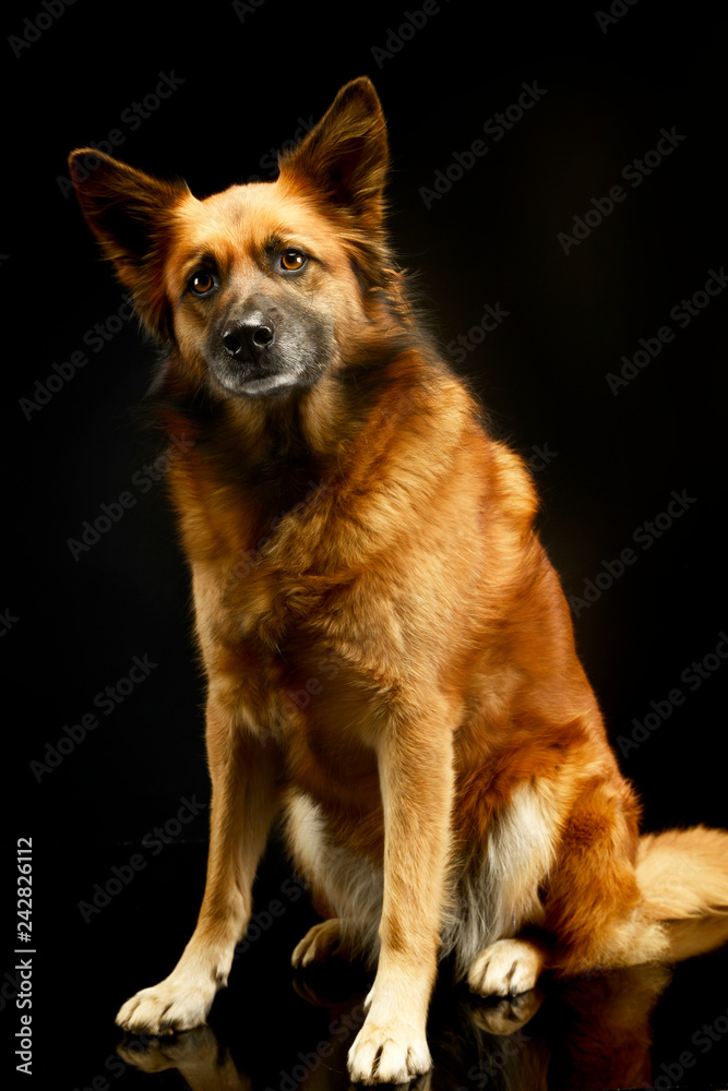 mixed breed dog in black background studio