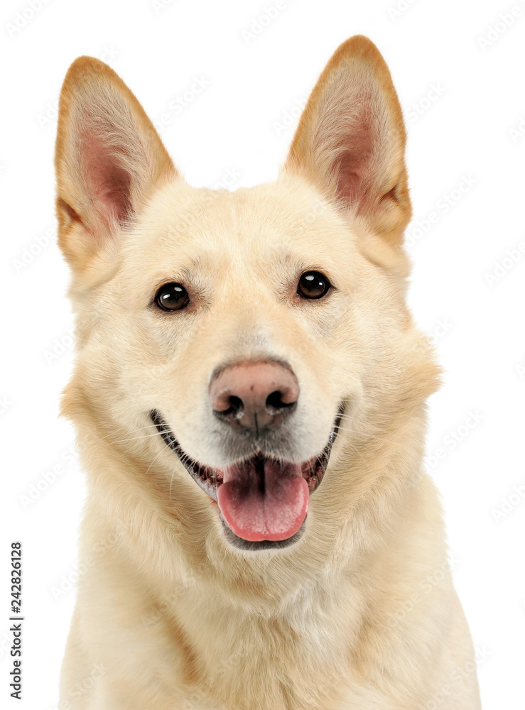 Smilie face dog portrait in white studio