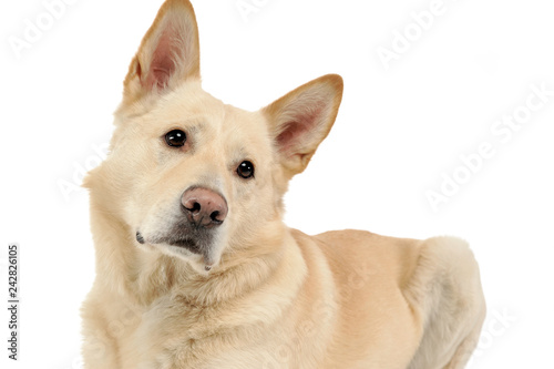 sad dog portrait in white backgroud studio