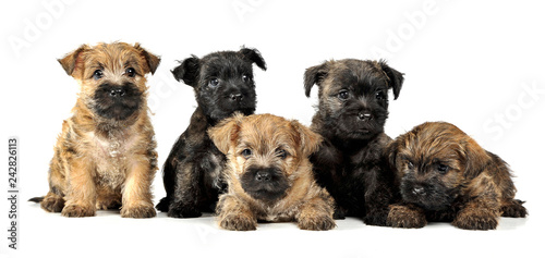 Canvastavla group of puppy cairn terrier's are on white