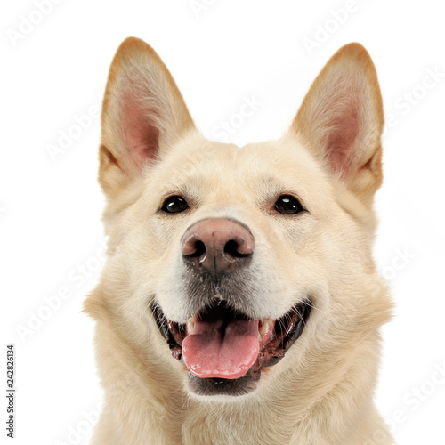 Smilie face dog portrait in white studio