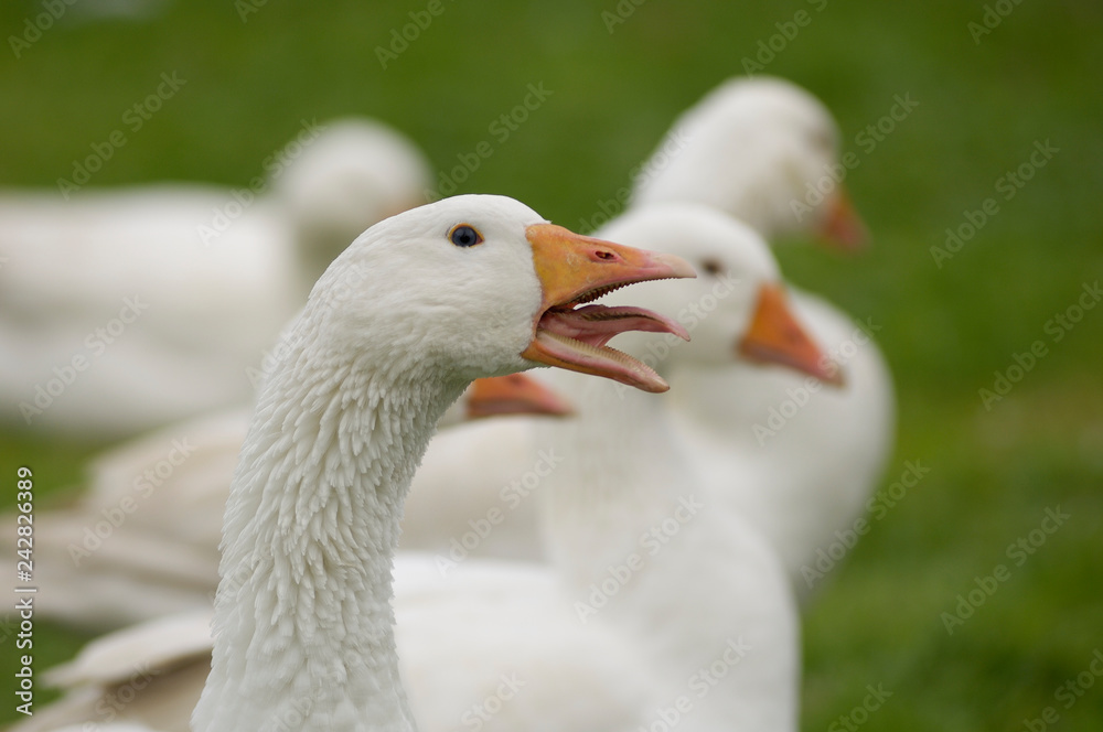 Gans Gans