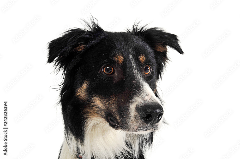 border collie portrait in white studio