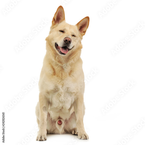 Mixed breed funny face dog sitting in white