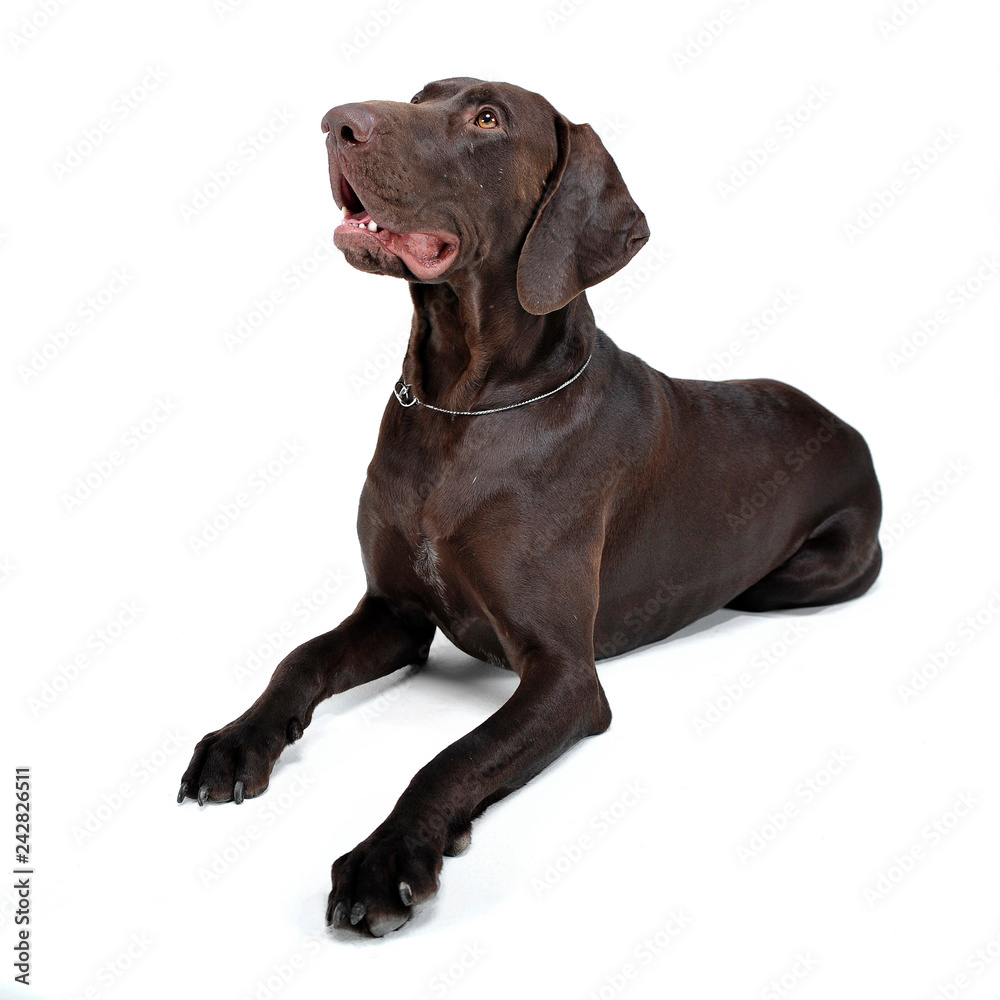 german pointer lying in white  studio floor