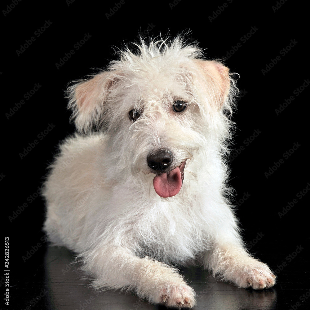 Mixed breed white dog lying in a dark photostudio