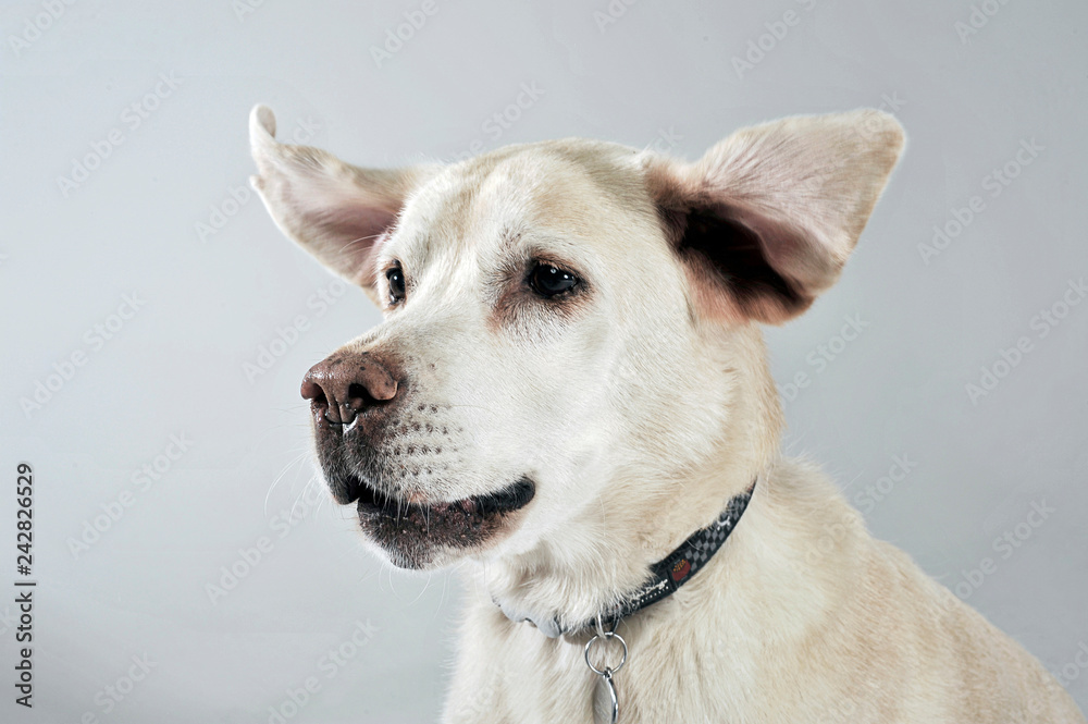 labrador retriever portrait with flying ears in white studio