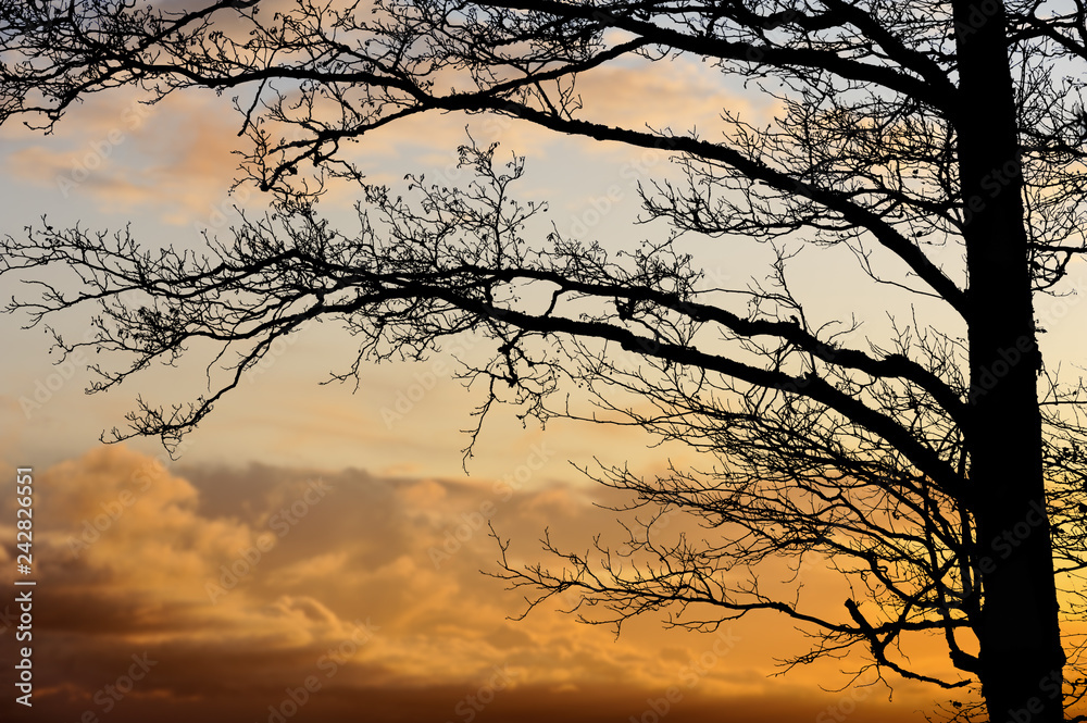 Alder tree branches against sunset clouds. Focus on branches. Alder tree branches against sunset clouds. Focus on branches.