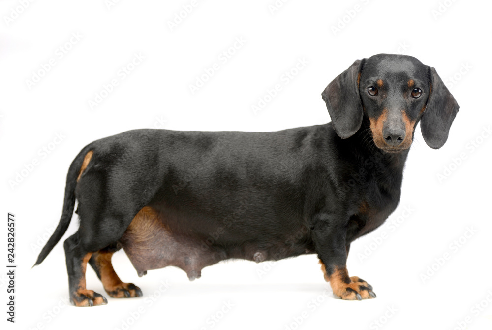 Dachshund standard in white studio