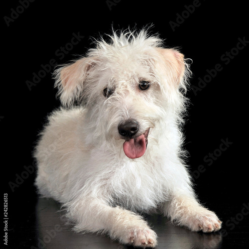 Mixed breed white dog lying in a dark photostudio © kisscsanad