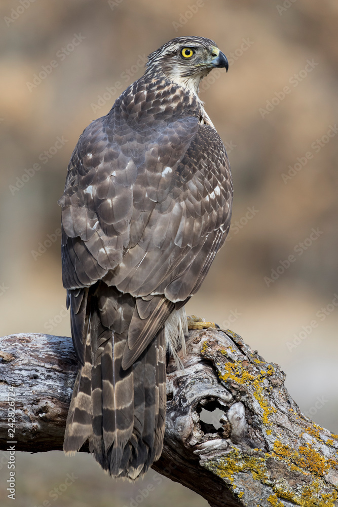 Young goshawk, Accipiter gentilis, perched on a branch of the forest. Spain Young goshawk, Accipiter gentilis, perched on a branch of the forest. Spain