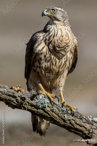 Young goshawk, Accipiter gentilis, perched on a branch of the forest. Spain