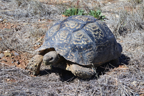 Photography Eine Pantherschildkröte in der kleinen Karoo in Südafrika