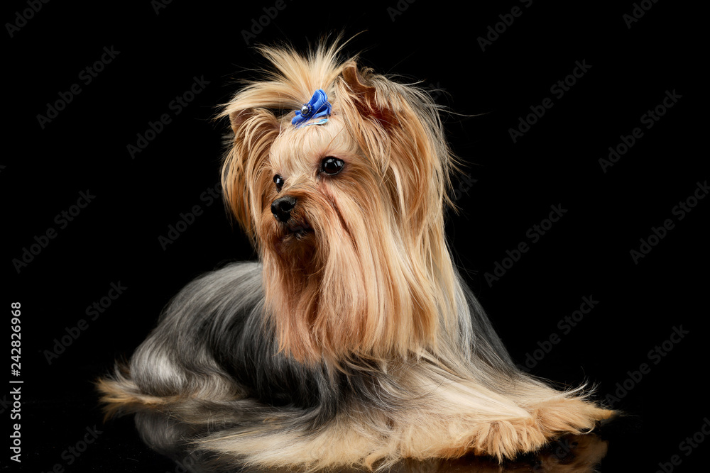 Naklejka premium beautiful yorkshire terrier lying in a shiny black studio floor
