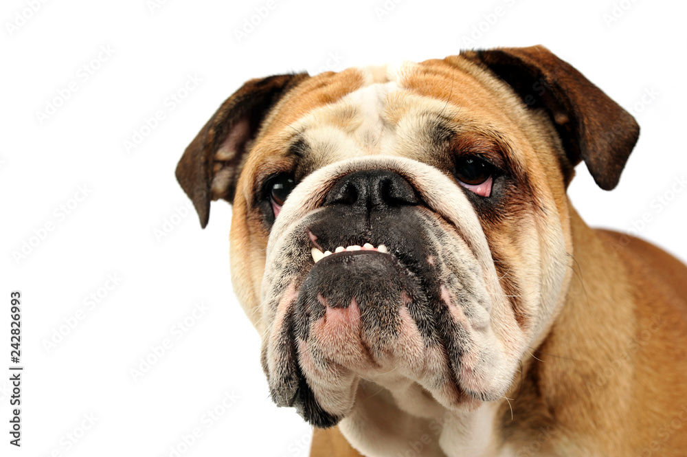 bulldog portrait in a white photo studio