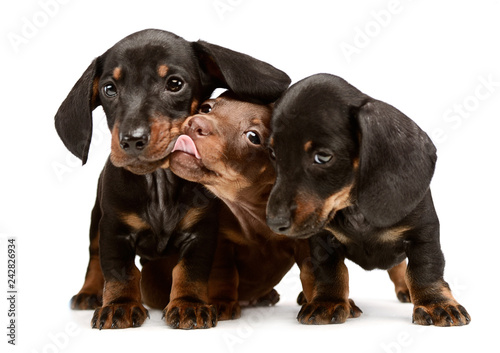 three lovely puppy dachshunds staying side by side in white studio