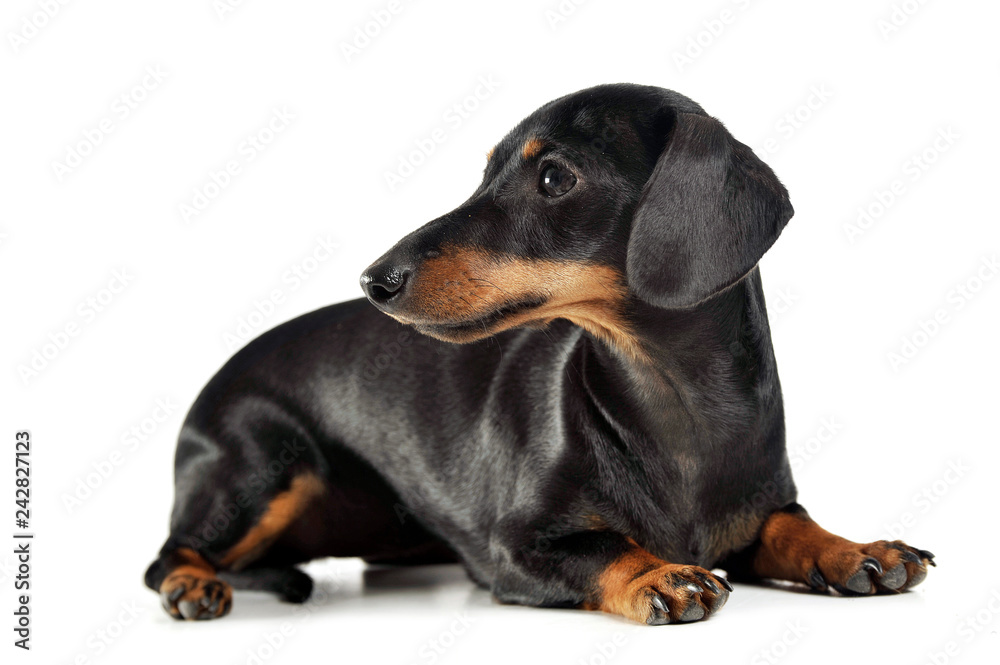 short hair dachshund lying in a white studio