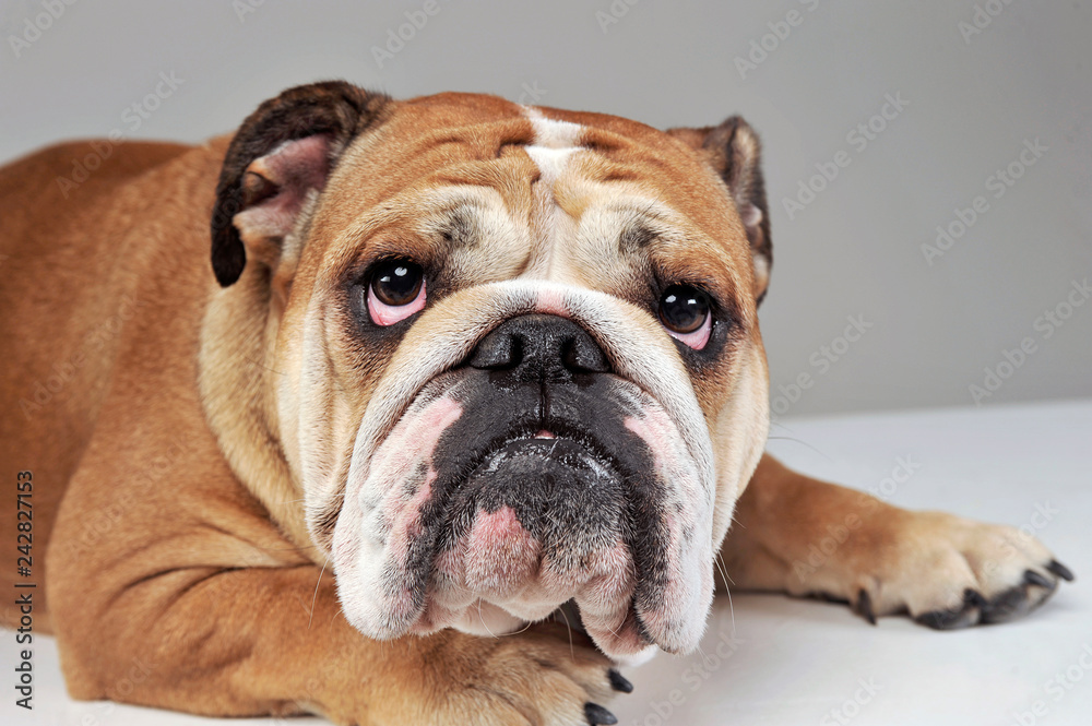 Bulldog portrait in  gray studio
