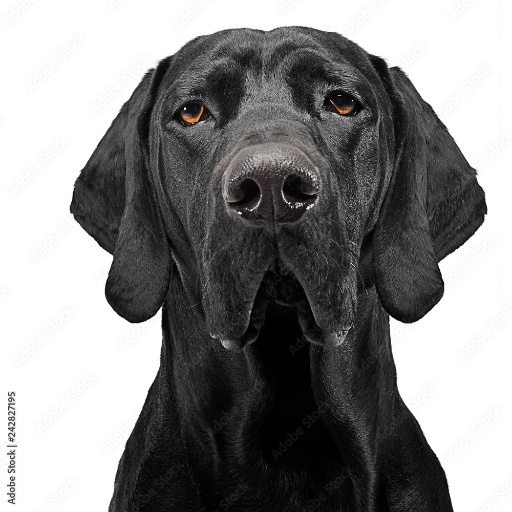 Mixed breed black dog portrait in white studio