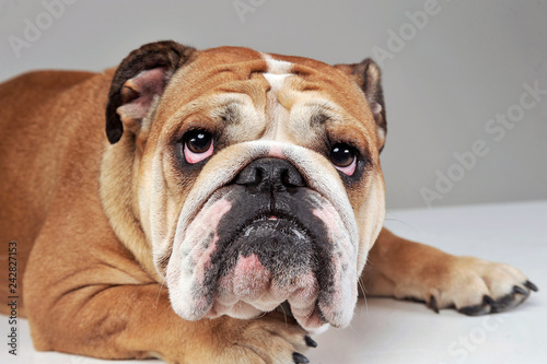 Bulldog portrait in gray studio