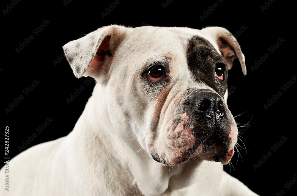 black and white boxer portrait in a black studio