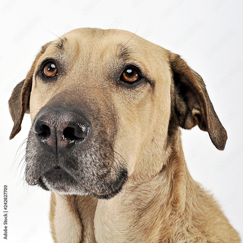 mixed breed  brown dog portrait in a white backgound studio