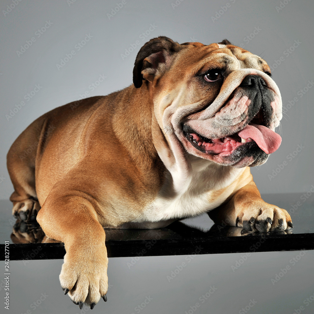 Obraz premium bulldog relaxing and having fun in a gray studio