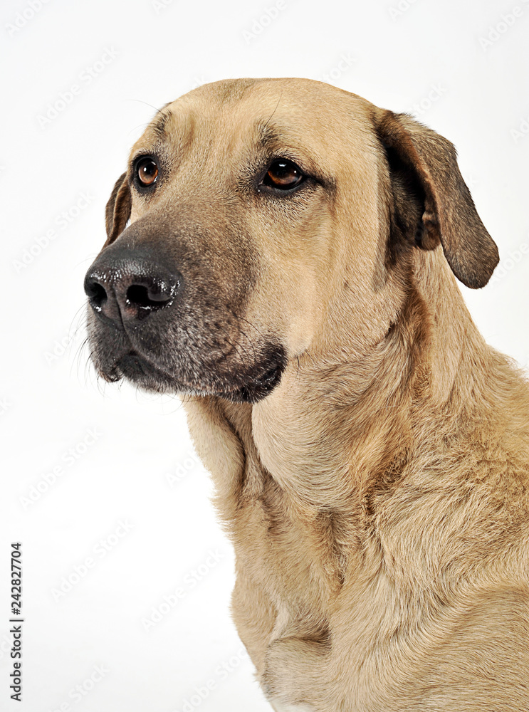 mixed breed  brown dog portrait in a white backgound studio