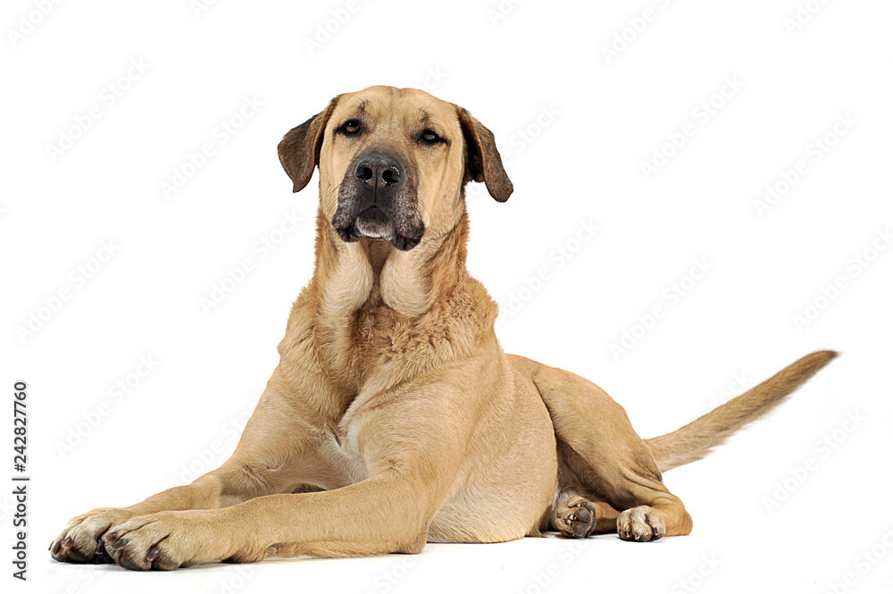 mixed breed  brown dog lying down in a white backgound studio