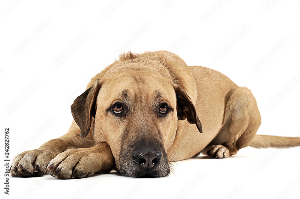 mixed breed  brown dog lying down in a white backgound studio