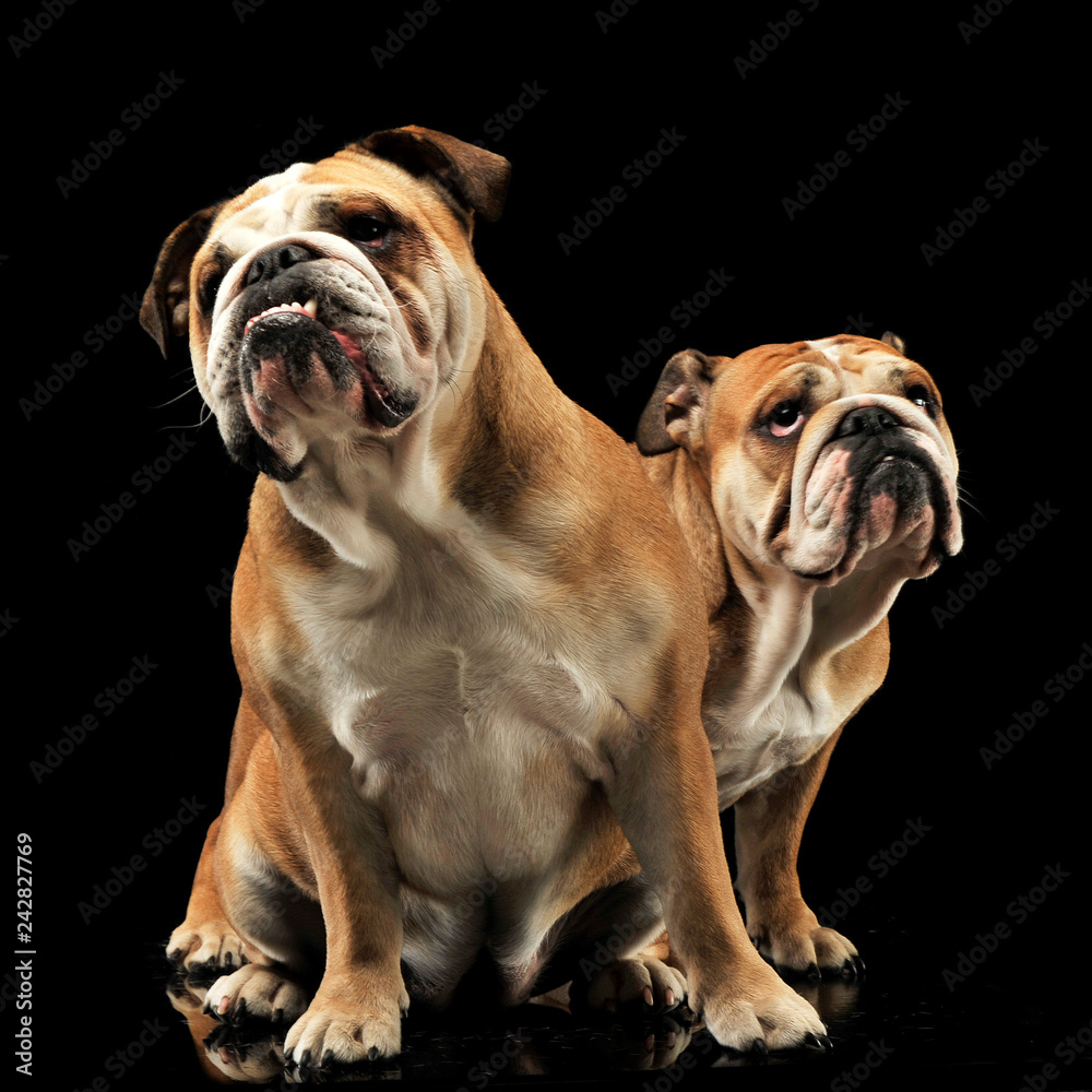 Fototapeta premium two Bulldogs sitting in a black photo studio