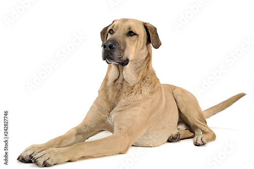 mixed breed brown dog lying down in a white backgound studio