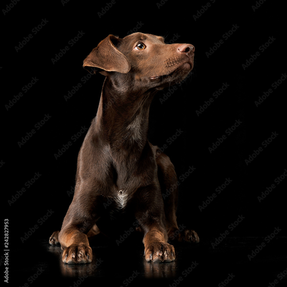 Funny ears mixed breed brown dog lying in black studio background