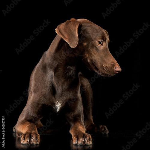Funny ears mixed breed brown dog lying in black studio background
