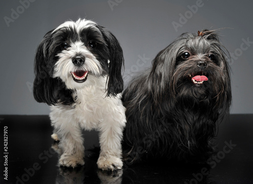 shi tzu and a havanese are sitting in gray studio and looks at you