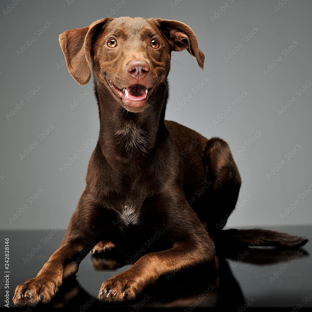 beautiful flying ears mixed breed dog relaxing in gray background beautiful flying ears mixed breed dog relaxing in gray background