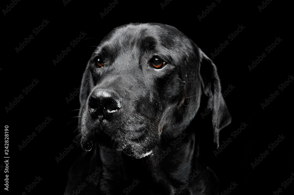 sad black mixed breed dog with beautiful eyes portrait in a black studio