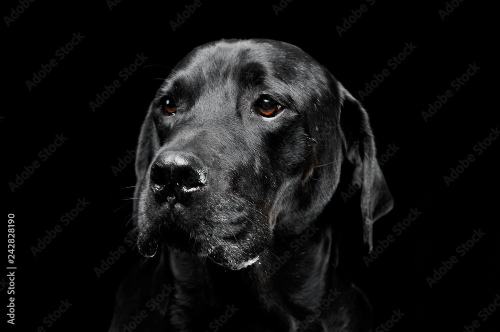 sad black mixed breed dog with beautiful eyes portrait in a black studio sad black mixed breed dog with beautiful eyes portrait in a black studio