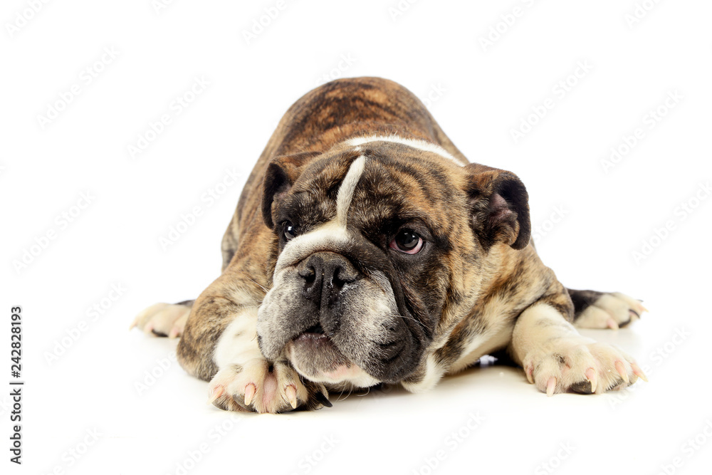 puppy bulldog relaxing in a white studio