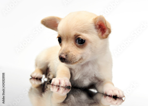 sweet puppy chihuahua portrait in white background studio