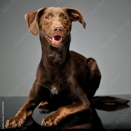 beautiful flying ears mixed breed dog relaxing in gray background © kisscsanad