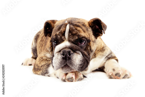 puppy bulldog relaxing in a white studio