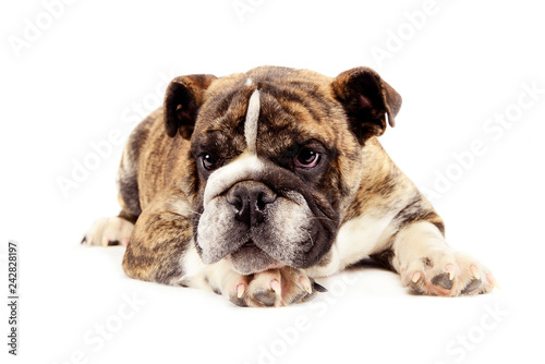 puppy bulldog relaxing in a white studio © kisscsanad