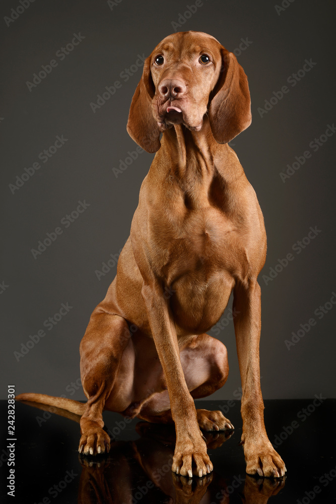 hungarian vizsla sitting and stcking out his tongue hungarian vizsla sitting and stcking out his tongue