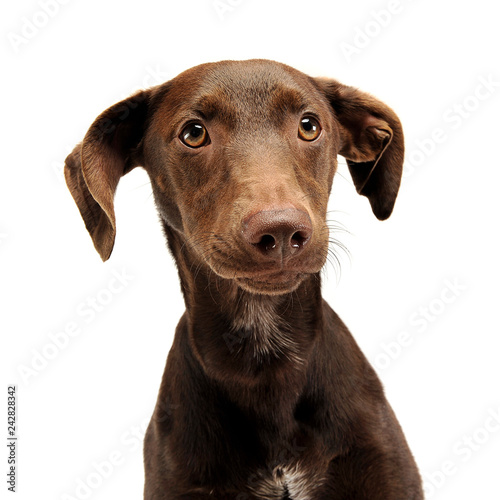 beautiful flying ears mixed breed dog portrait in white studio © kisscsanad