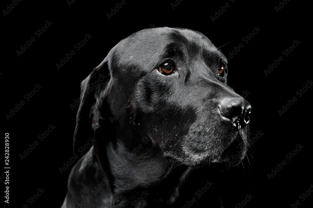 sad black mixed breed dog with beautiful eyes portrait in a black studio