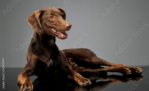 Fototapeta Naklejka Na Ścianę i Meble -  beautiful flying ears mixed breed dog relaxing in gray background