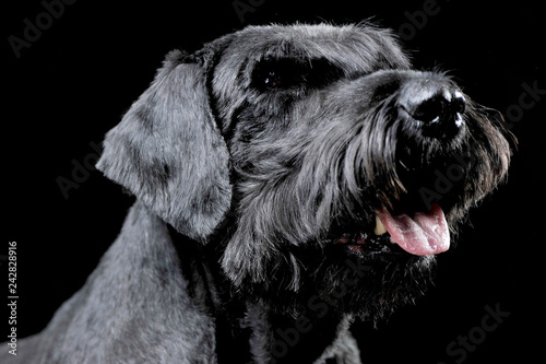 Strong schnauzer portrait in black background