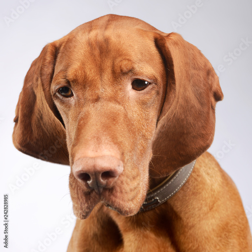  hungarian vizsla looking down in white studio